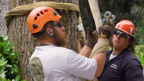 Southern Earthworks: Tree removal service