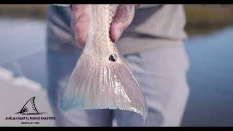 Amelia Coastal Fishing Charters: Company commercial