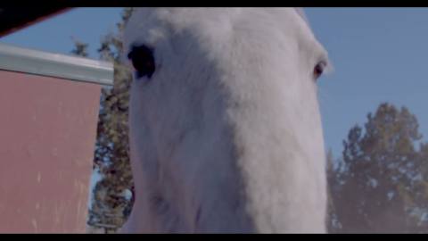 Equine Outreach: Meeting the horses